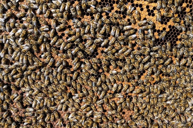 abeilles européennes