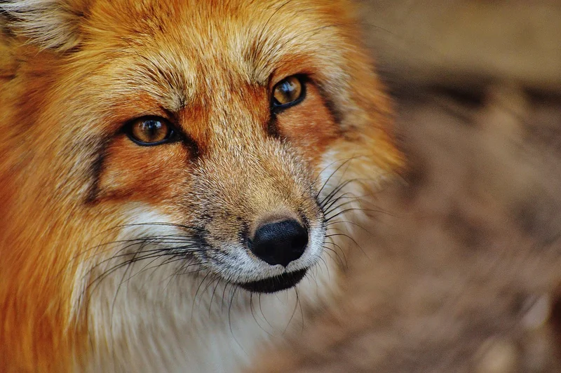 Activité n°3 : les parcs animaliers éthiques