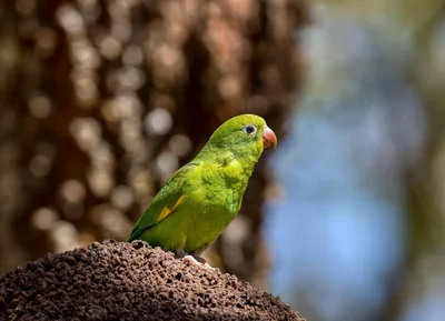 oiseau